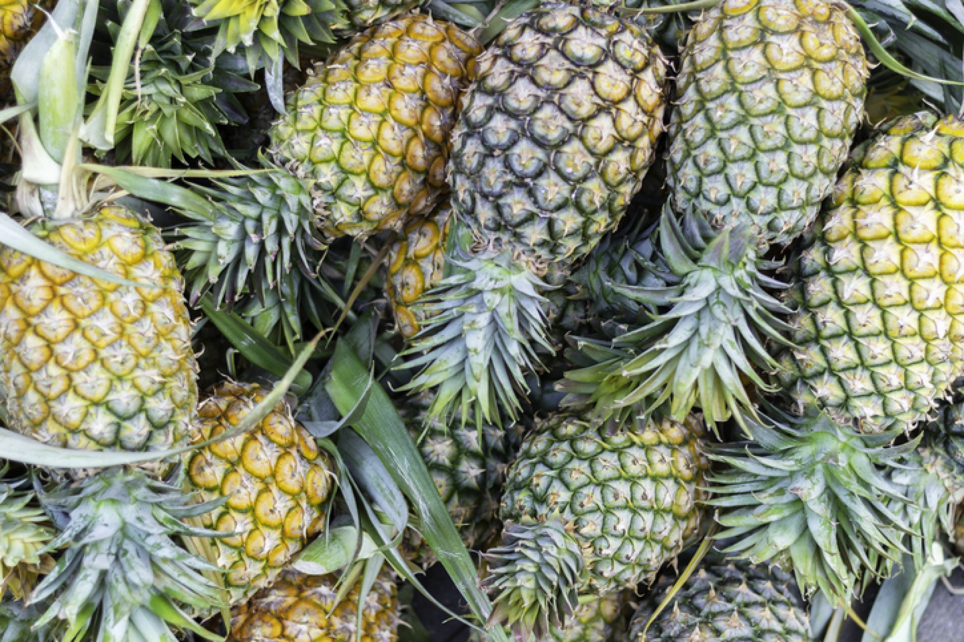 Bulk Buy Pineapple Wholesale KFF